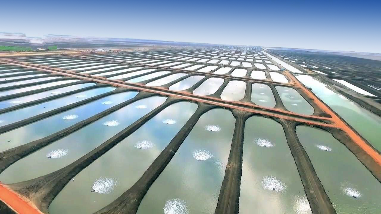 Egypt's mega aquaculture project in East Port Said completed phase two, using GSE HD geomembrane for water containment in a 20,000-acre fish and shrimp farm.